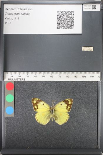 Media type: image;   Entomology 124781